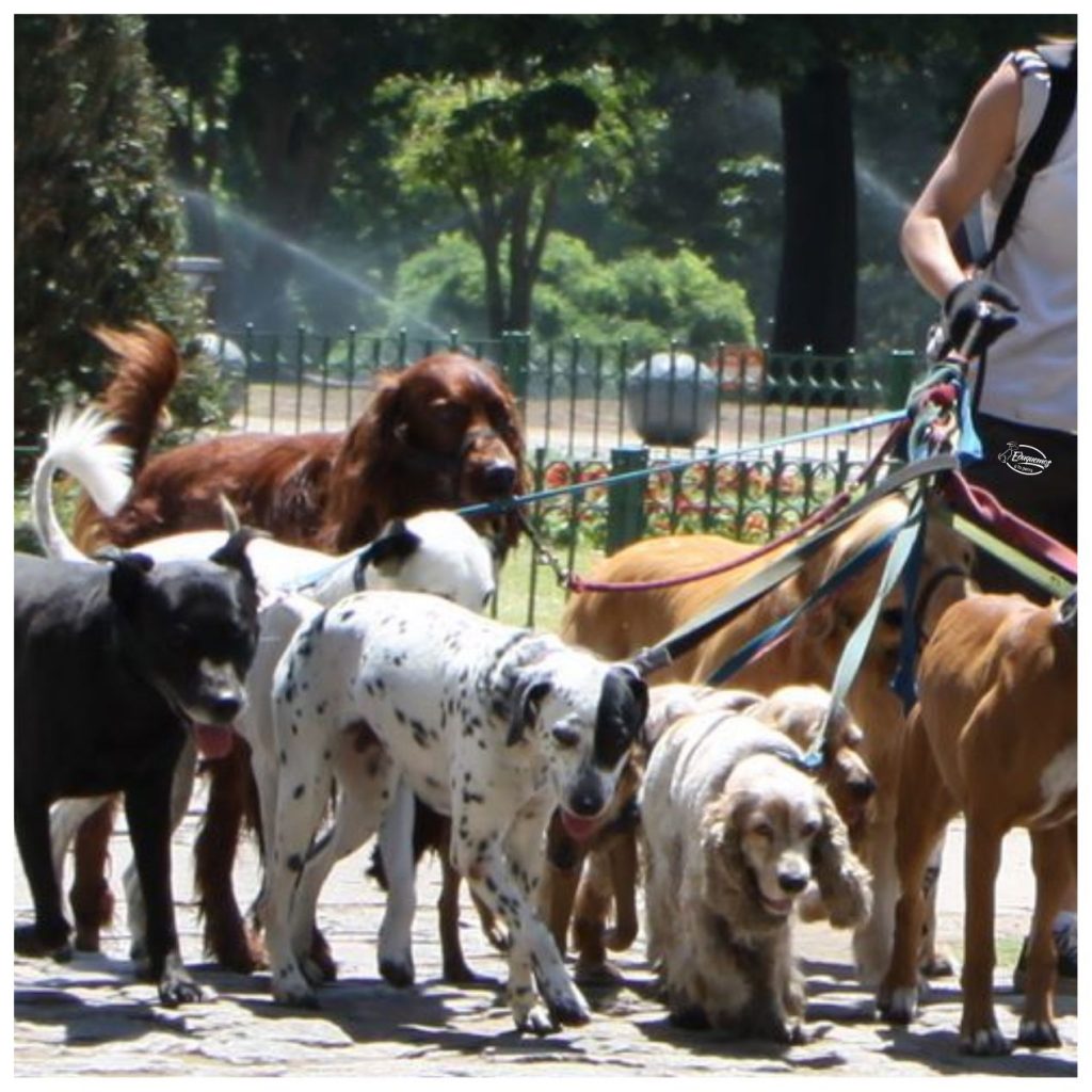 ¿Qué tipo de paseador me conviene contratar?