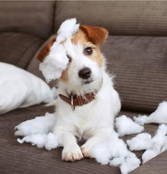 Bienestar Canino