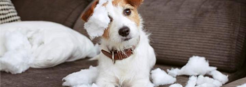 Bienestar Canino