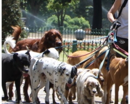 ¿Qué tipo de paseador me conviene contratar?